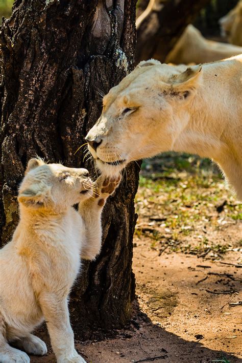 Opening hours and more information. A white lion mother and cub, Lion Park, Johannesburg ...