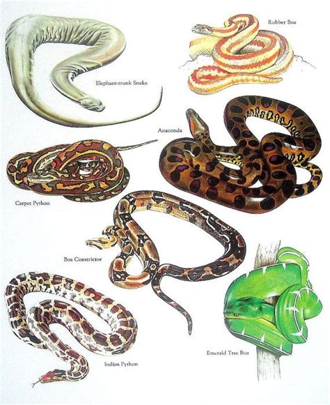 Anaconda Vs Python Vs Boa Anaconda Gallery