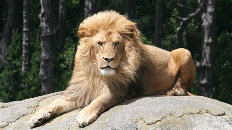 At lions we have over 65 years of evidence that creative excellence moves people, business and society forward. Zoos collaborate to advocate and share love for lions | Auckland Zoo News