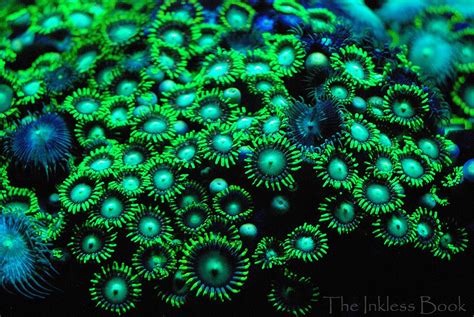 Fluorescent Light And Coral Health