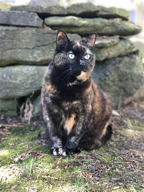 How to care for a tortie kitten. Tortoiseshell cat - Wikiwand