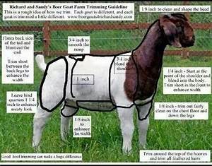 43 Best Images About Kc Show Goats On Pinterest Hay Feeder Training