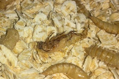Mealworm Pupae Transforming Arachnoboards