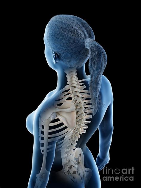 Female Back And Neck Anatomy Photograph By Sebastian Kaulitzki Science