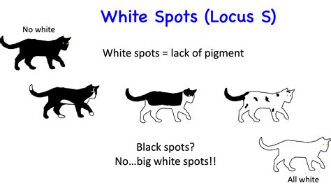 I love the color charts. Cat Genetics 2.0: Colours | Laboratoire de génétique ...
