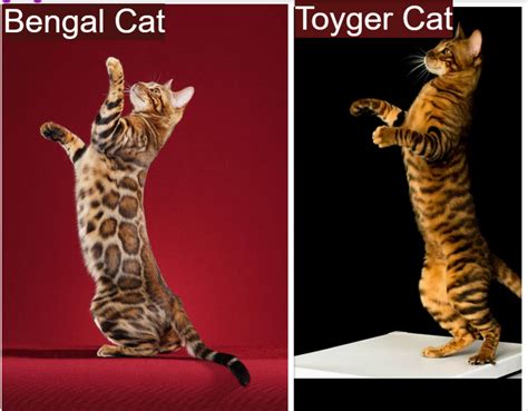Bengal Cat Vs Toyger Cat Breed Comparison