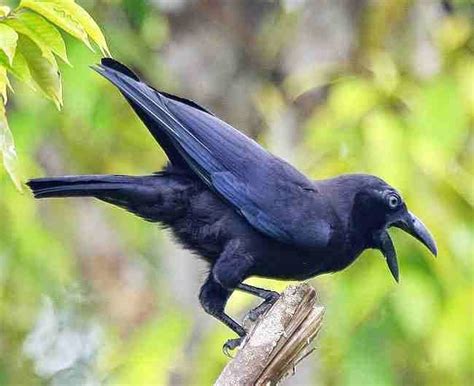 Gambar burung paling langka asli indonesia. Jenis-Jenis Burung Langka Indonesia Terancam Punah - GOMUMU
