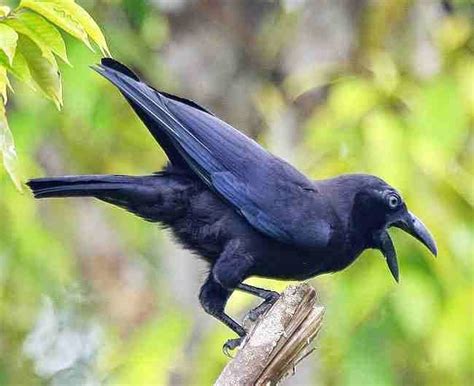 Burung ini sendiri masuk dalam kategori unggas, sama seperti ayam dan juga bebek, hanya saja burung dapat terbang dengan bebas. Jenis-Jenis Burung Langka Indonesia Terancam Punah - GOMUMU