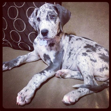 My Beautiful Girl Freya She Is A Blue Merle Great Dane And Has Blue Eyes Blue Merle Great