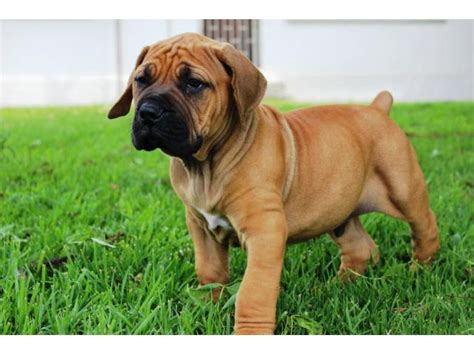 Ukpets found 0 the following results on boerboel for sale in the uk based on your search criteria. ResearchBreeder.com - Find Boerboel Puppies for Sale ...