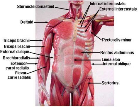 1) list the origin and insertion of the highlighted muscle. Images Of Torso Muscle With Label Torso Anterior Muscle ...