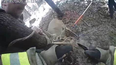 Deer Buried In Muck While Trying To Free Antlers From Rope Rescued Watch Trending Hindustan