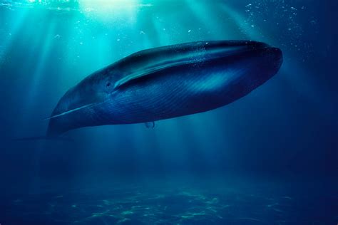 The Blue Whale A True Ocean Going Giant Eco Kids Planet