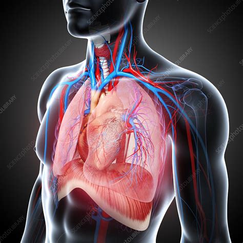Chest Anatomy Artwork Stock Image F0059573 Science Photo Library