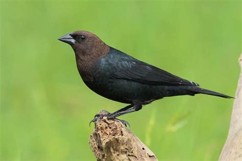 Brown Headed Cowbird Molothrus Ater Male Males Are Black All Over Except For Their Namesake