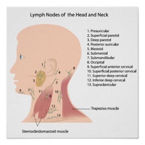 Back Of Neck Anatomy Lymph Lymph Nodes And Hepatic Segmentation