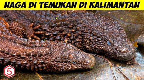  19+ Gambar Kolase Naga, Gambar Terbaru