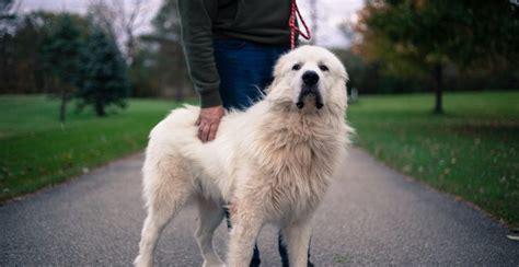 Great Pyrenees Dog Breed Information Guide Breed Advisor