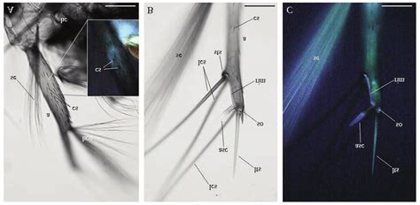 Antennal Sensory Organs In Cx Pipiens Fourth Instar Larvae A Bright Download Scientific