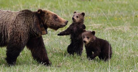 Best Time To See Grizzly Bears In Yellowstone National Park 2019