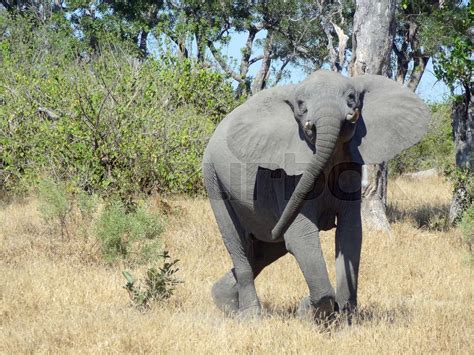 Elephant In Botswana Stock Image Colourbox