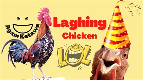 Laughing Chickens Ayam Ketawa Chicken Lachhoen Lachhuhn Youtube