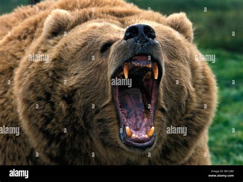Aggressive Animal Animals Attack Bear Brown Bear Grizzly Head Portrait