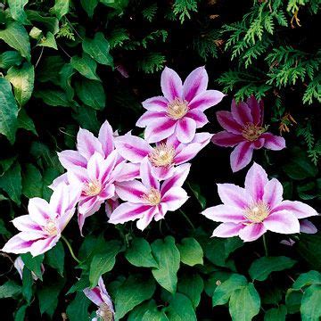 Maybe you would like to learn more about one of these? Clematis Is a Showy Vine That Will Brighten Up Any Kind of ...