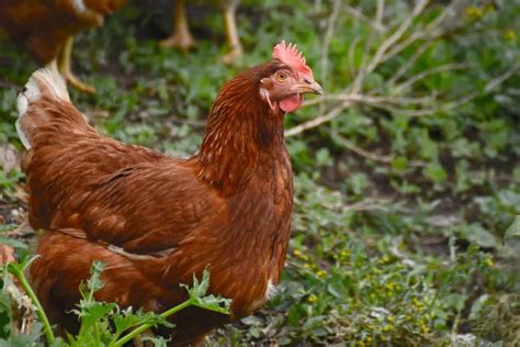 The Ultimate Guide To Egg Laying Chickens How Often Best Breeds Colours