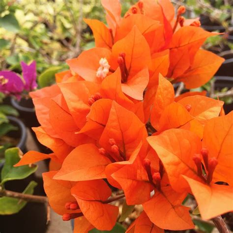 Buy Plant House Live Orange Bougainvillea Decorative Flower Plant With