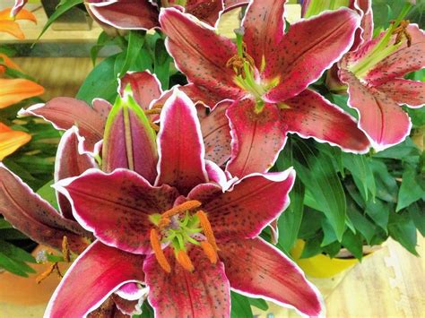 Lilies Add A Pop Of Color In Tight Garden Spaces