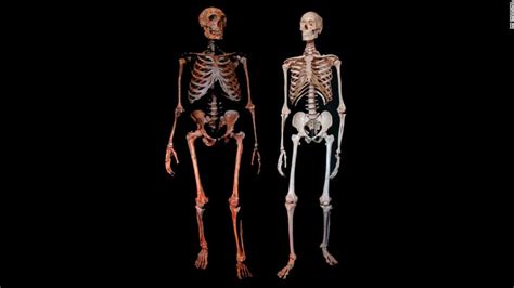 A Peek Into The Sex Lives Of Neanderthals—they May Have Mated With Close Kin Genetic