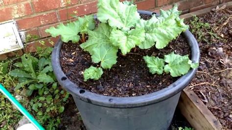 Growing Victoria Rhubarb In A Pot In The Hot Carolinas Youtube