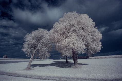 Infrared Photography Ir Photo Of Landscape With Tree Under Sky With