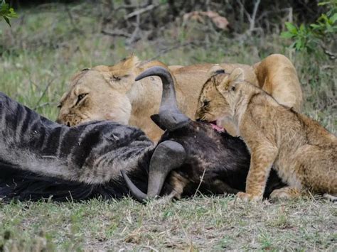 What Do Lions Eat Complete List Of What Lions Prey On A Guide