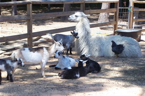 For an extra $5.00 you can purchase an animal feed … emily carr. Attractions in Conroe | Tour Texas