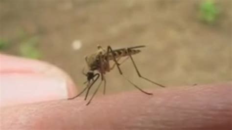 Oklahoma City One Of The Top Worst Cities For Mosquitoes