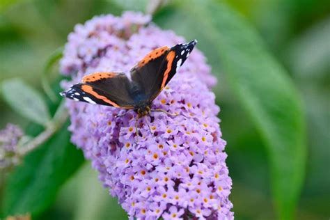 What Plants Do Butterflies Love Backyard Certified