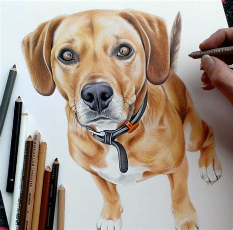 20 Beautiful Color Pencil Animal Drawings By Krystle
