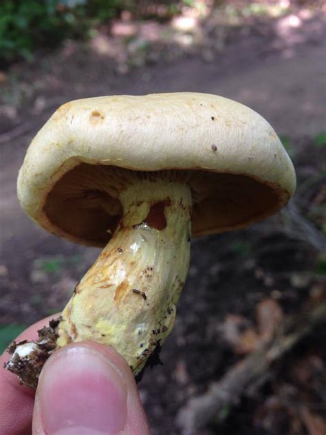 Gymnopilus Luteus Mushroom Hunting And Identification