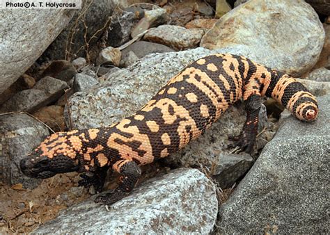 Gila Monster Heloderma Suspectum Reptiles Of Arizona