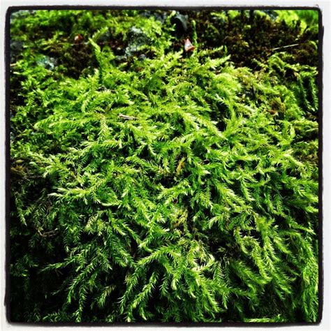 How to clean your marimo moss balls. Growing And Transplanting Moss Plants - How To Propagate Moss