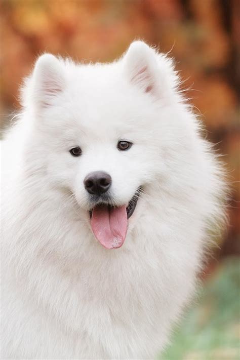 Samoyed Dog Breed Information