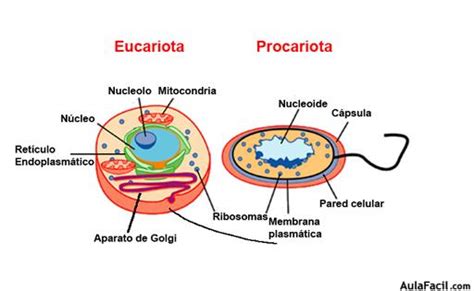 🥇 【 Células Procariotas Y Eucariotas Origen De La Vida