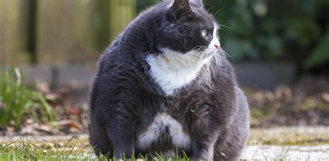 La Obesidad En Gatos Puede Provocar Su Muerte