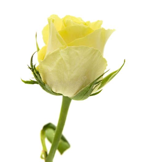 Yellow Green Rose Stock Photo Image Of Green Flowering 54297260