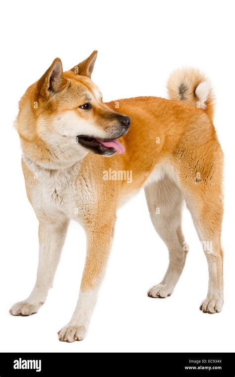 Akita Inu Sitting And Panting Isolated On White Stock Photo Alamy