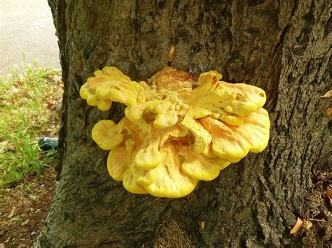 When eaten, yellow dotted fungus restores 8 hunger. fungus on a tree | large, yellow & rather repulsive! ID ...