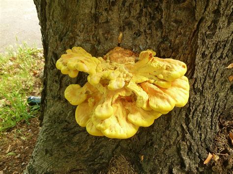 This fungus gets into plum and apple trees through wounds in bark caused by insects, natural stressors, and/or improper pruning. fungus on a tree | large, yellow & rather repulsive! ID ...