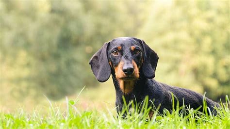 Hound Dog Breeds Sizes Personality And Behaviour Purina
